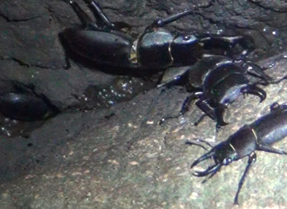 シラカシの溝に群れるコクワガタ_東京多摩地区・第2シラカシ_2024年7月29日夜