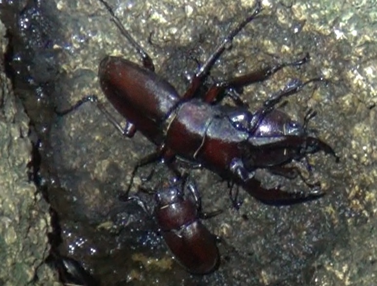 ノコギリクワガタ♂♀_東京多摩地区・シラカシ_2024年7月2日夜