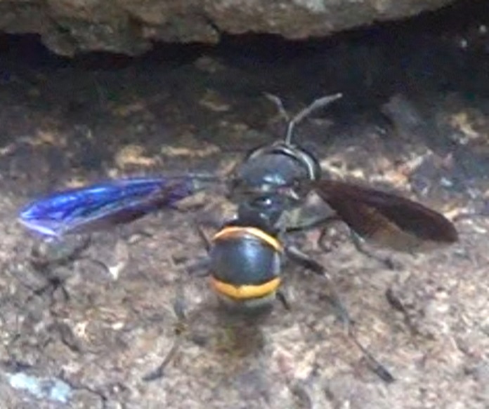 ハチモドキハナアブ_東京多摩地区・断末魔のオアシス-No.4のクヌギ_2024年8月9日昼