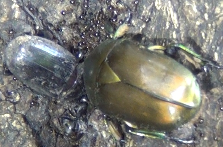 ヒラタクワガタ♀28mm_東京多摩地区・断末魔のオアシス-No.7のクヌギ_2024年8月9日昼