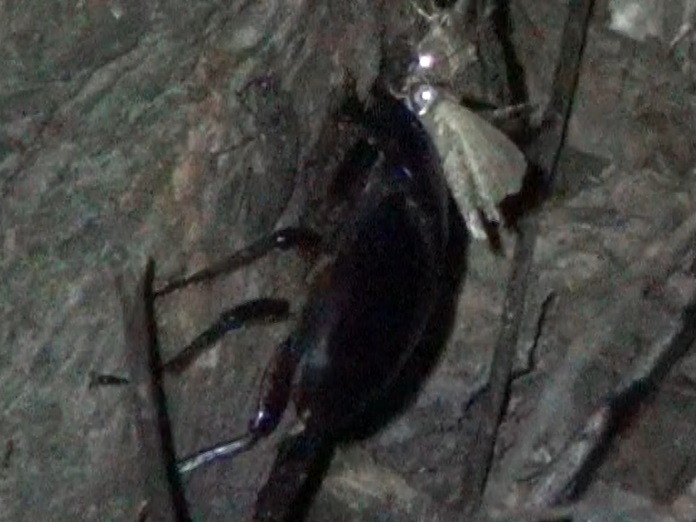 ヒラタクワガタ♂54mm_群馬県南部のヤナギ林_2024年6月26日夜