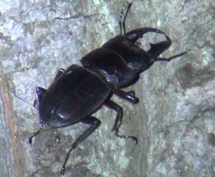 ヒラタクワガタ♂_東京多摩地区・断末魔のオアシス-ノーマークのクヌギ_2024年8月5日夜