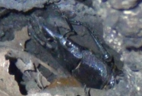 ヒラタクワガタ♂_東京多摩地区・断末魔のオアシス_2024年8月23日夜