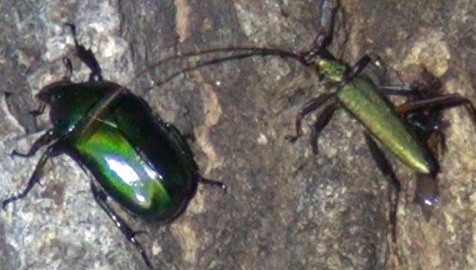 ミドリのカナブンとミドリのカミキリ_街中のコナラ_2024年6月14日