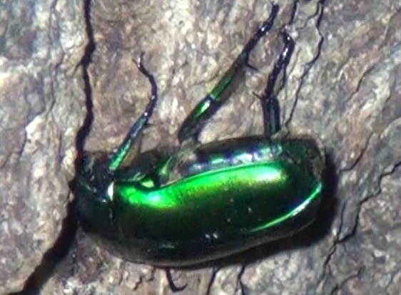 ミドリ色のカナブン_東京多摩地区・断末魔のオアシス-No.1のコナラ_2024年7月23日夜