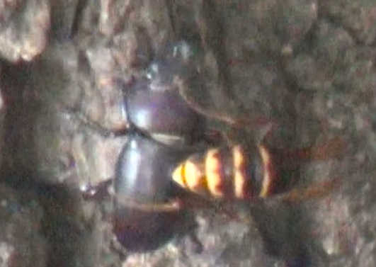 モンスズメバチに攻撃されるノコギリクワガタのメス_東京多摩地区・断末魔のオアシス_2024年8月29日昼