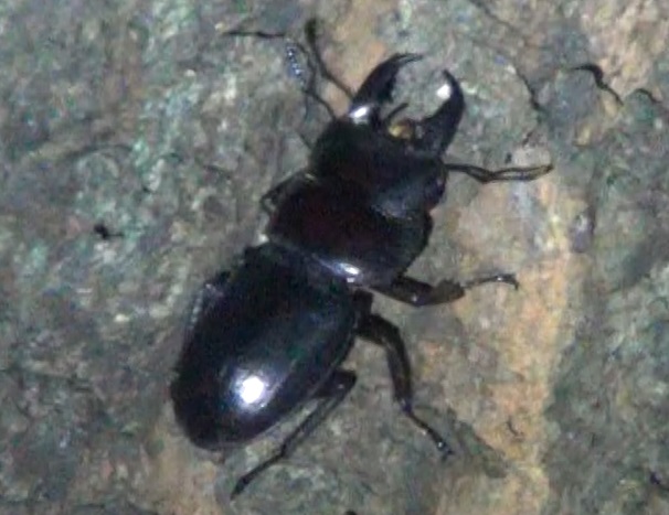 久しぶりのヒラタクワガタ_東京多摩地区・団地前のクヌギ_2024年7月9日夜