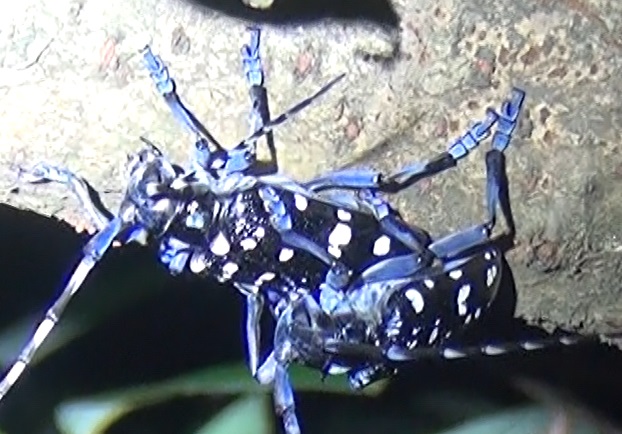 交尾中のゴマダラカミキリのペア_東京多摩地区・ヤナギ林-クネクネしたヤナギ_2024年6月19日夜