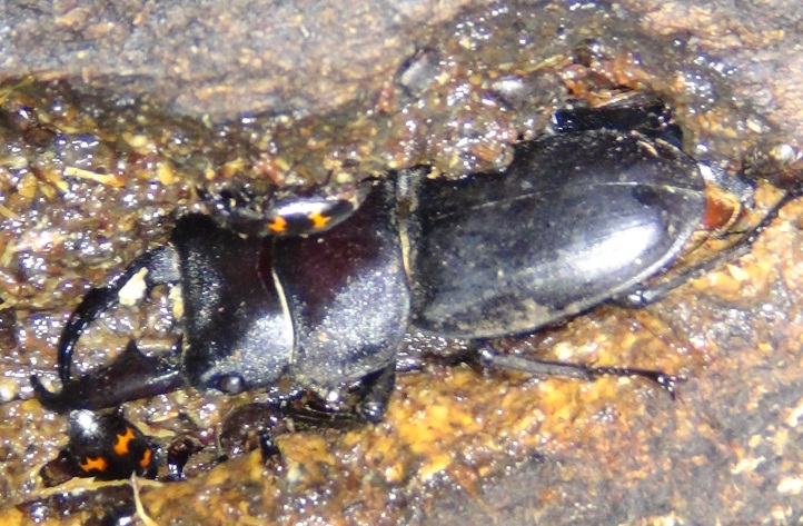 交尾中のヒラタクワガタのペア_東京多摩地区・断末魔のオアシス_2024年6月17日夜