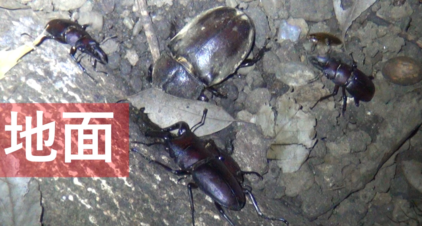 地面にカブト、クワガタガ集る_東京多摩地区・(第1)シラカシ_2024年8月15日夜