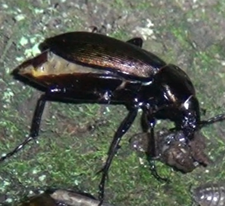 捕食中の腹がはち切れそうなアオオサムシ_東京多摩地区・桜の幹(地上1.5m)_2024年7月23日夜