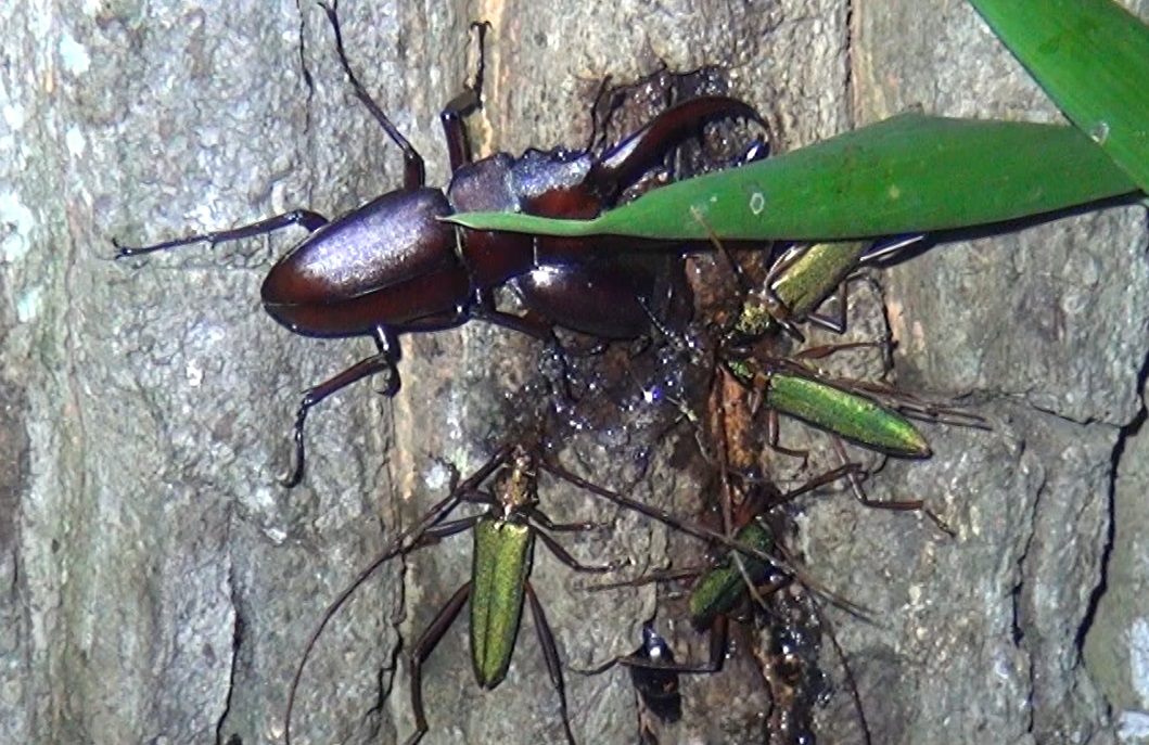 新規開店・樹液レストラン_東京多摩地区・断末魔のオアシス-ノーマークのクヌギ_2024年7月29日夜