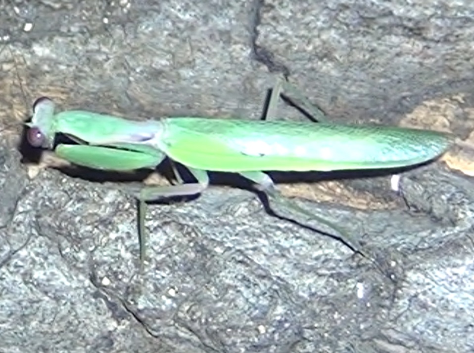 樹液に来たハラビロカマキリ♂_東京多摩地区・断末魔のオアシス_2024年8月28日夜