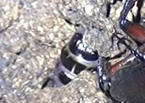 樹液レストランの創設者_ボクトウガの幼虫_東京多摩地区・団地前のクヌギ_2024年8月5日夜