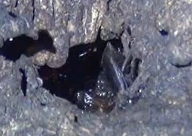 洞に潜むヒラタクワガタ♂_東京多摩地区・団地前のクヌギ_2024年7月18日夜