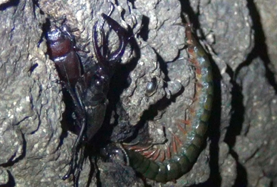 深緑色のオオムカデとノコギリクワガタのペア_東京多摩地区・断末魔のオアシス_2024年6月20日夜