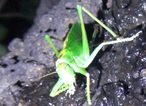生命感溢れる7月中旬のクヌギ_東京多摩地区・団地前のクヌギ_2024年7月11日夜
