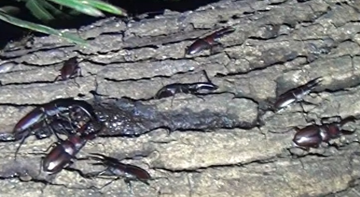 群れるノコギリクワガタ_東京多摩地区・団地前のクヌギ_2024年7月8日夜