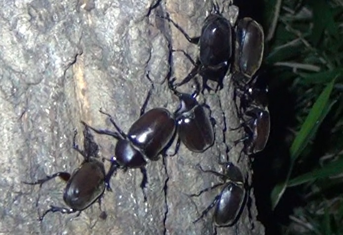 群れ集まるカブトムシ_東京多摩地区・断末魔のオアシスｰNo.4のクヌギ_2024年7月18日夜