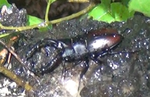 雨のノコギリクワガタ♂_東京多摩地区・団地前のクヌギ_2024年6月28日朝