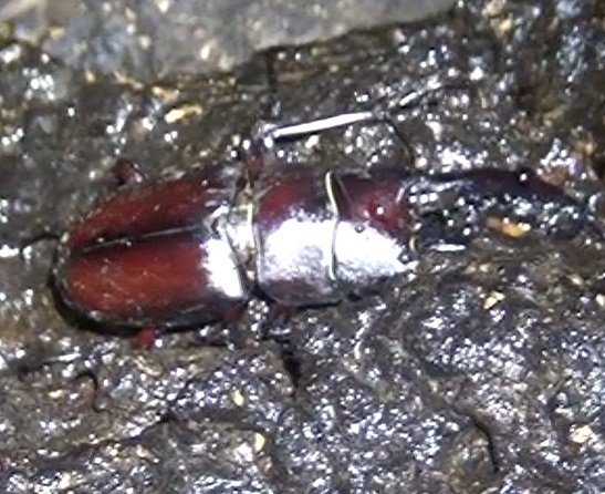 雨上がりのノコギリクワガタ♂_東京多摩地区・断末魔のオアシス_2024年6月21日夜