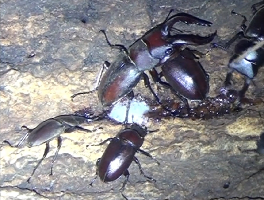 クワガタ達で今一番賑やかなコナラ_東京多摩地区・断末魔のオアシス_2024年9月2日夜