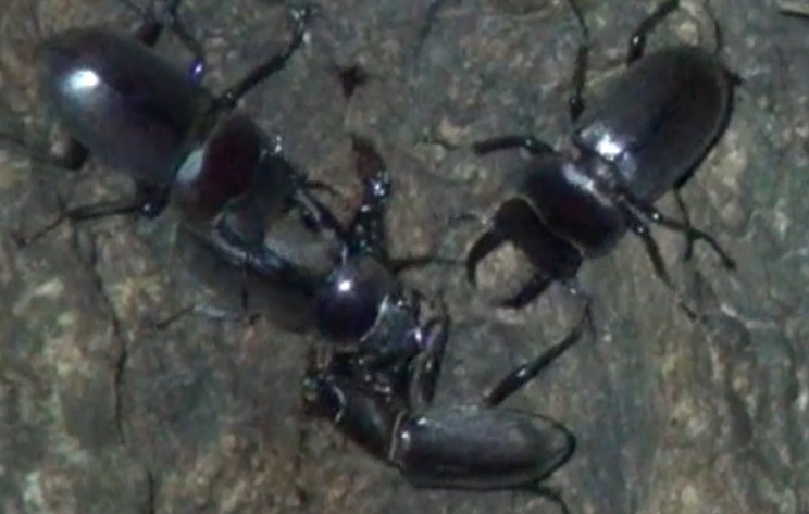 コクワガタ♀同士の戦い_東京多摩地区・断末魔のオアシス_2024年9月6日夜