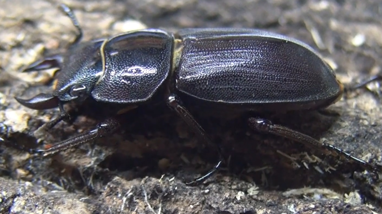 コクワガタ♂とオオクワガタ♀とのあいのこ”チュウクワガタ”小さい♂_240826羽化