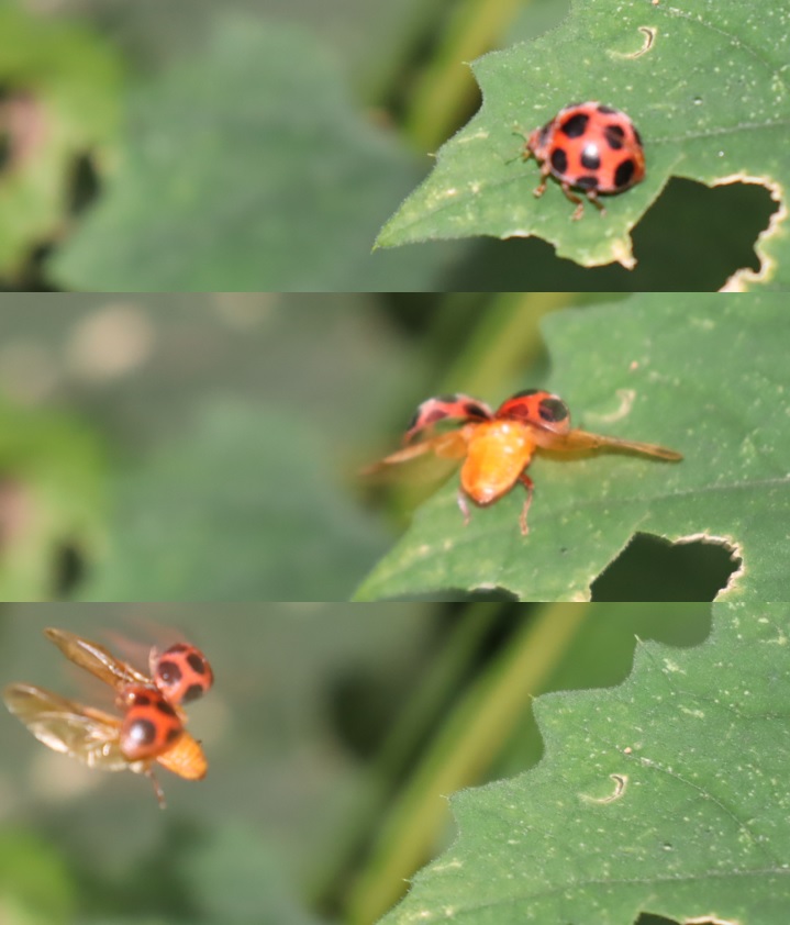 クツワムシの棲む森_カラスウリの葉上から離陸するトホシテントウ_2021年9月7日_17時5分頃_気温23度