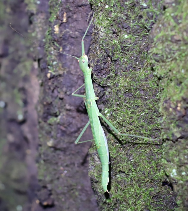 クツワムシの棲む森_クヌギの幹を這うニホントビナナフシ_2021年9月7日_19時15分頃_気温22度