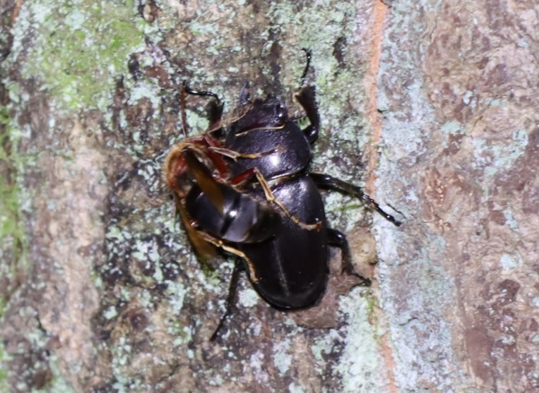 クツワムシの棲む森_コナラの幹で執拗にチャイロスズメバチに追われるノコギリクワガタの雌_2021年9月7日_18時20分頃_気温22度