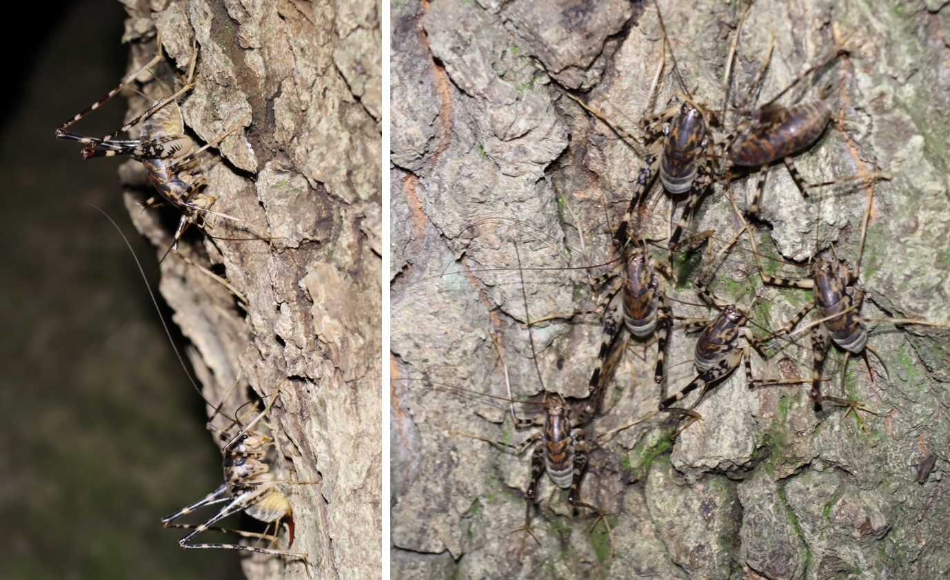 クツワムシの棲む森_コナラの幹に何故か群れるカマドウマ_2021年9月7日_19時15分頃_気温22度