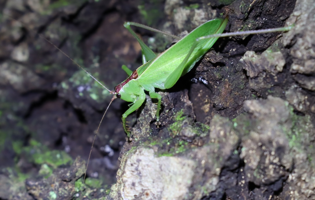 クツワムシの棲む森_コナラの幹上のウマオイ♀_2021年9月7日_19時20分頃_気温22度