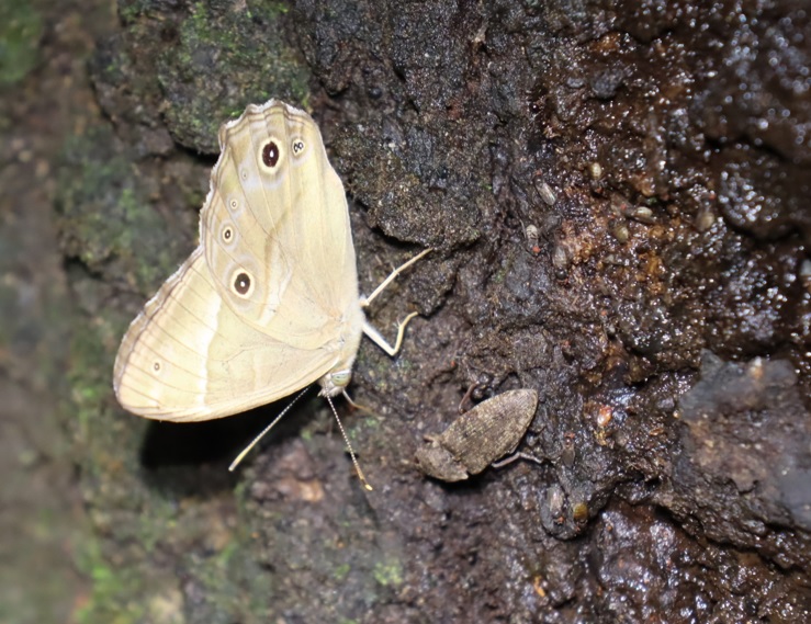 クツワムシの棲む森_コナラの樹液にジャノメチョウの仲間とサビキコリ_2021年9月7日_16時50分頃_気温23度