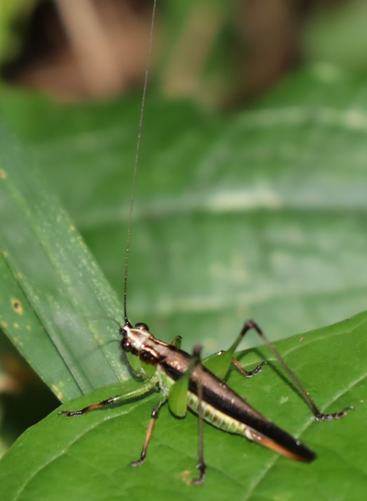 クツワムシの棲む森_ササキリ♀_2021年9月7日_16時5分頃_気温24度