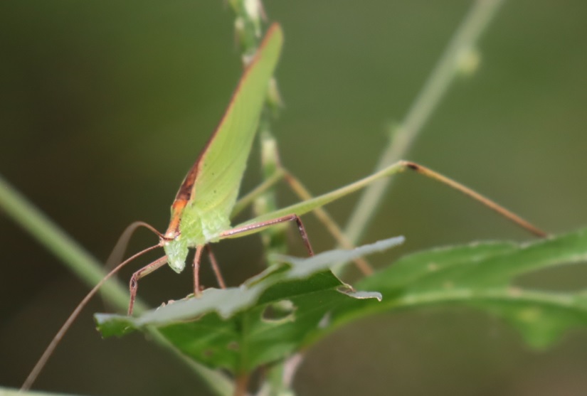 クツワムシの棲む森_セスジツユムシ♂_2021年9月7日_16時30分頃_気温23度
