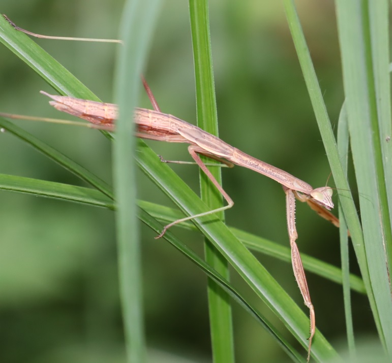 クツワムシの棲む森_チョウセン（？）カマキリ終令幼虫_2021年9月7日_16時40分頃_気温23度