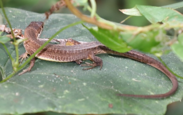 クツワムシの棲む森_ニホンカナヘビ_2021年9月7日_16時40分頃_気温23度