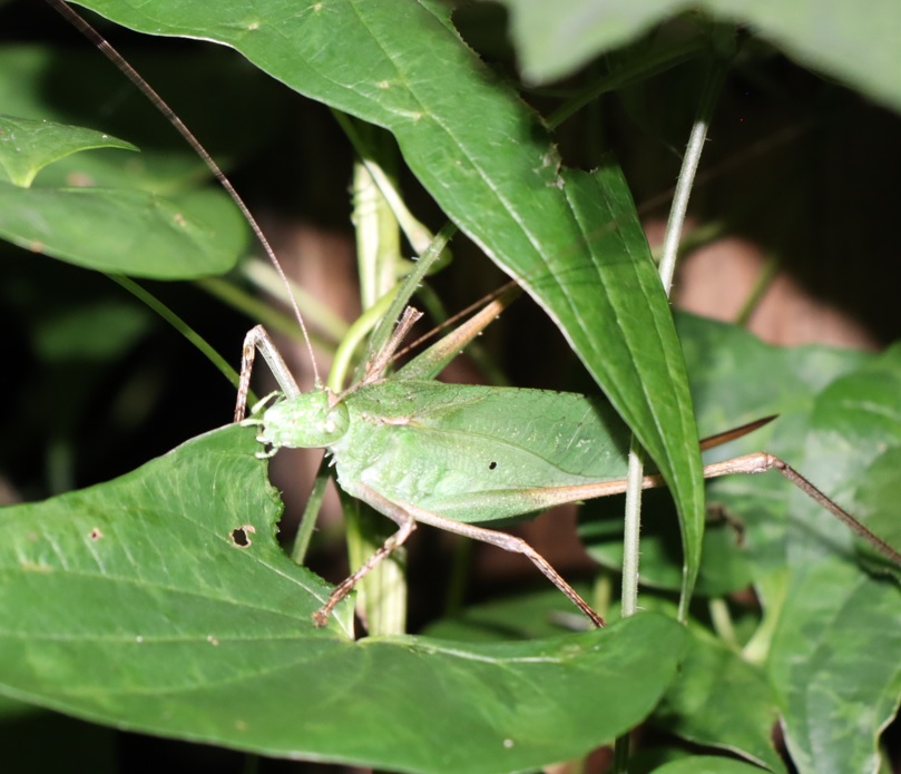 クツワムシの棲む森_ヘクソカズラの葉を食べている緑色のクツワムシ♀_2021年9月7日_19時10分頃_気温22度