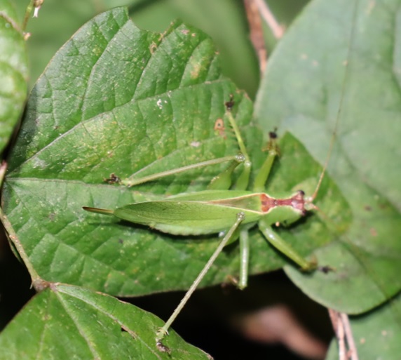 クツワムシの棲む森_ヘクソカズラの葉上のウマオイ♀_2021年9月7日_18時55分頃_気温22度