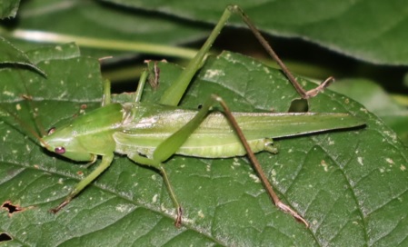 クツワムシの棲む森_ヘクソカズラの葉上のクサキリ♂_2021年9月7日_18時50分頃_気温22度