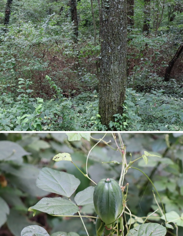 クツワムシの棲む森_ヘクソカズラやカラスウリなど蔓性植物が多い_2021年9月7日_16時頃_気温24度