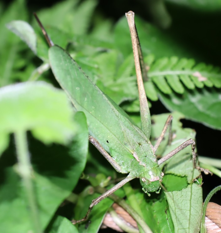 クツワムシの棲む森_緑色のクツワムシ♀_2021年9月7日_19時5分頃_気温22度