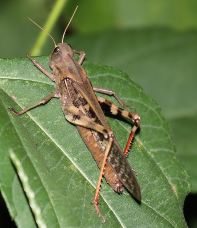 クヌギ林の周囲_褐色のトノサマバッタ_2021年9月9日19時50分_気温23度