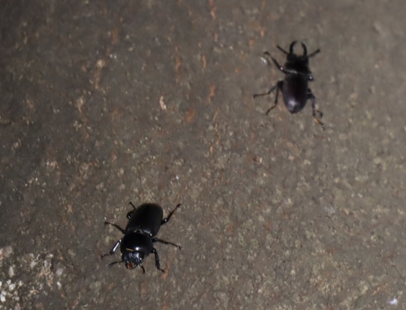 シラカシ_コクワガタ1♂1♀_2021年9月10日19時20分頃_気温25度