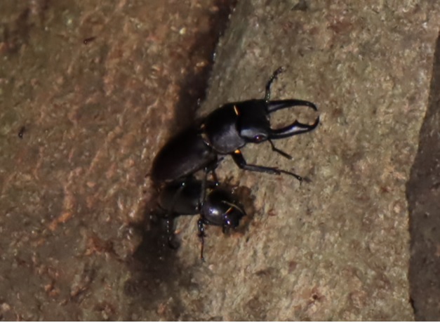 シラカシ_コクワガタのペア_2021年9月5日_19時15分頃_気温21度