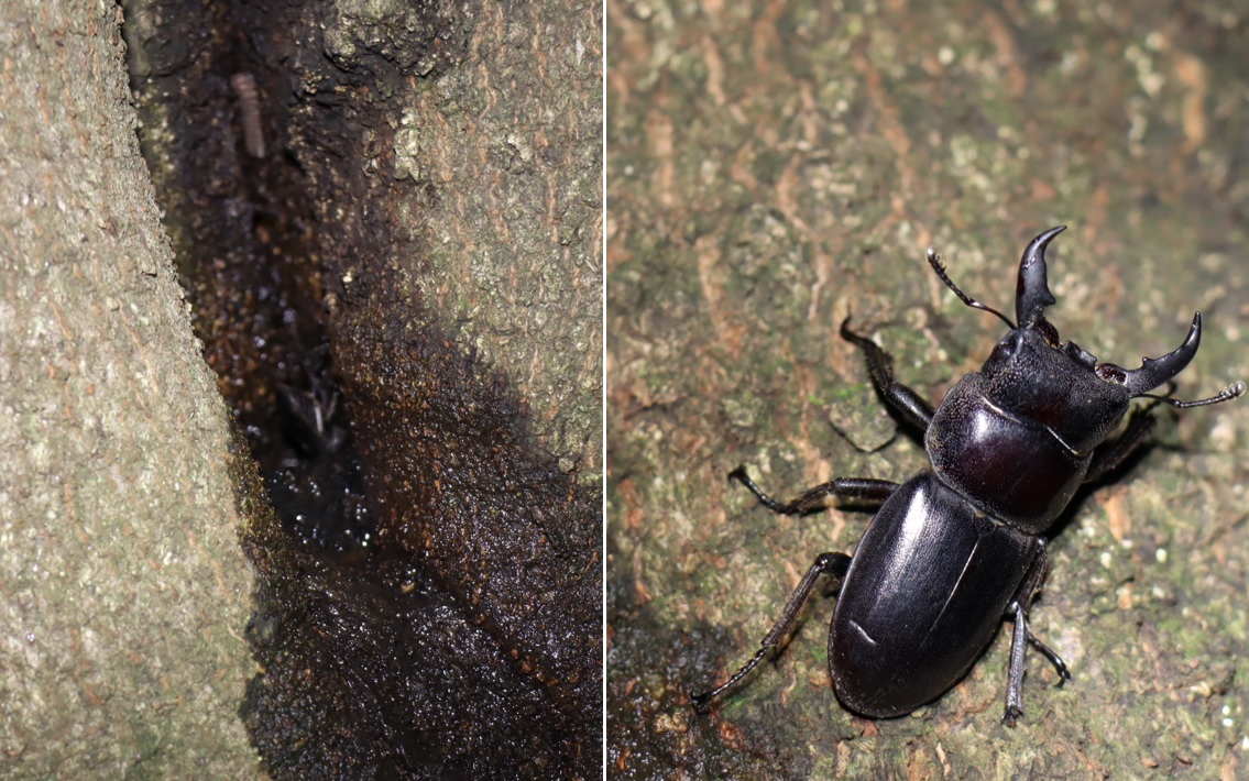 シラカシ_洞の中に居たヒラタクワガタ♂_2021年9月5日_19時15分頃_気温21度