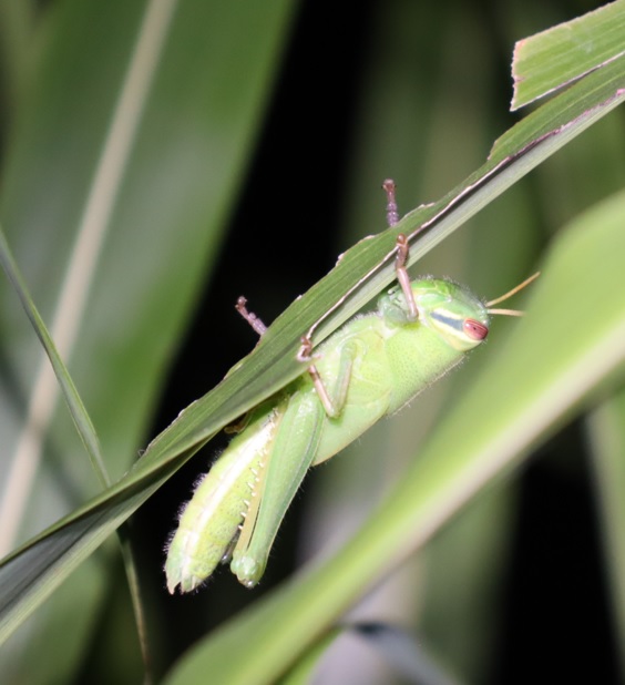 ススキの葉_この時期によく見かけるツチイナゴの幼虫_2021年9月5日_19時30分頃_気温21度