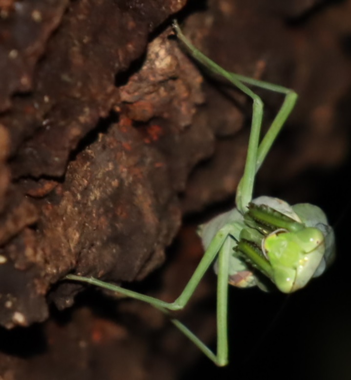団地前のクヌギ__いつもの樹液の位置_ハラビロカマキリ♀_2021年9月5日18時50分_気温21度