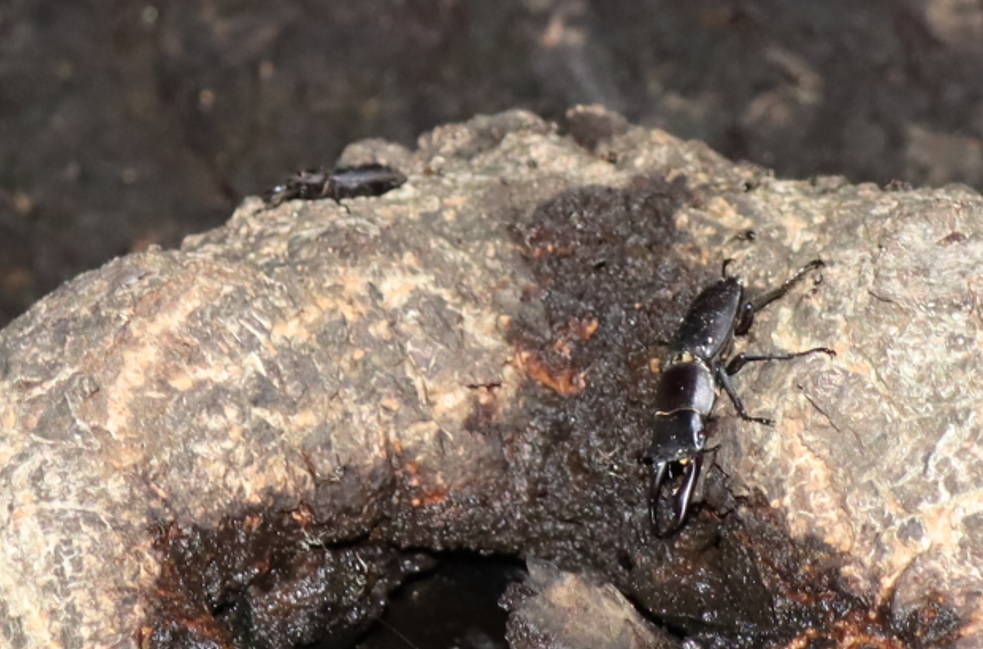 団地前のクヌギ_正面の洞_コクワガタ1♂1♀_2021年9月5日18時50分_気温21度